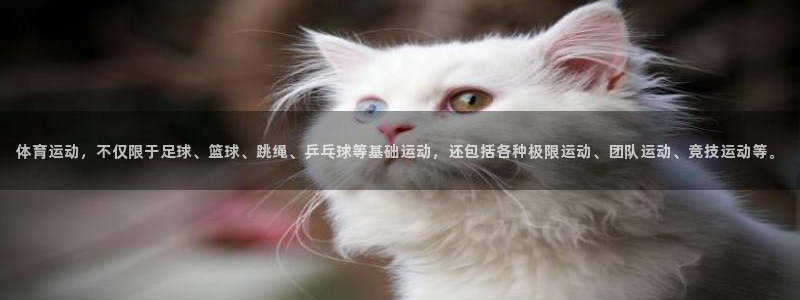 哈希娱乐体育代理申请流程