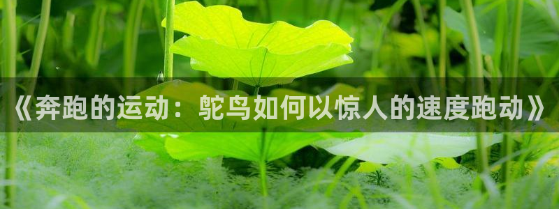 哈希娱乐平台主管